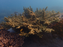 Acropora florida
