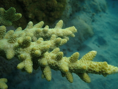 Acropora florida
