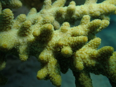 Acropora florida