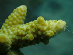 Acropora florida