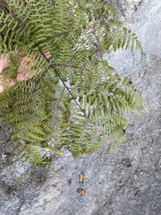 Pteridium aquilinum decompositum