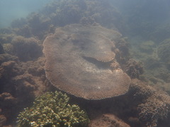 Acropora florida