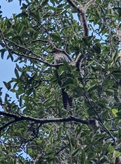 Urodynamis taitensis