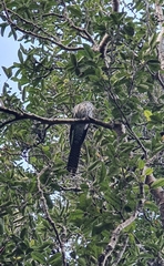 Urodynamis taitensis