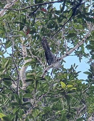 Urodynamis taitensis