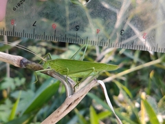 Ducetia japonica