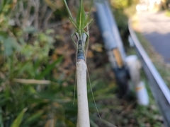 Ducetia japonica