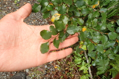Nothofagus truncata