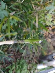 Ducetia japonica