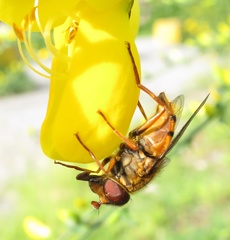 Helophilus campbelli