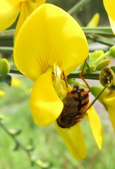 Helophilus campbelli