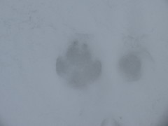 Vulpes vulpes cascadensis