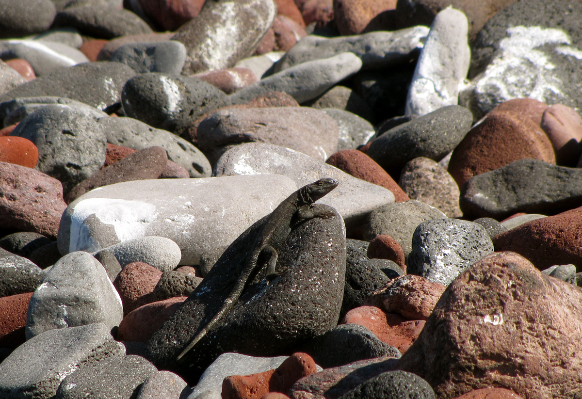 Encantada Side-Blotched Lizard photo 4
