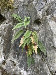 Polypodium amorphum