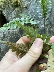 Polypodium amorphum
