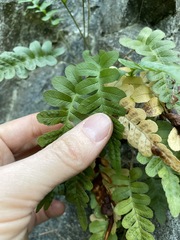 Polypodium amorphum