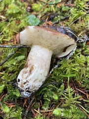 Suillus punctatipes