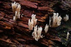 Artomyces piperatus