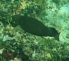 Siganus sutor