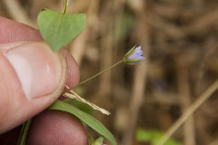 Lysimachia arvensis caerulea
