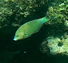 Anampses caeruleopunctatus