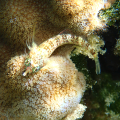 Enneapterygius rufopileus