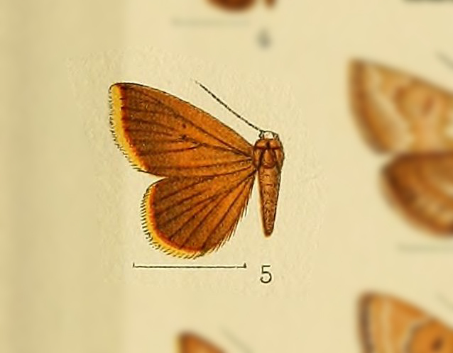 Enispa rubrifuscaria