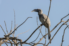 Ocyceros birostris