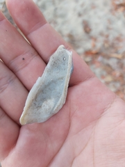 Trisidos tortuosa