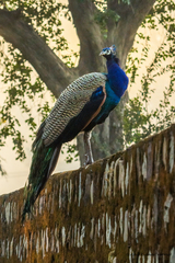 Pavo cristatus
