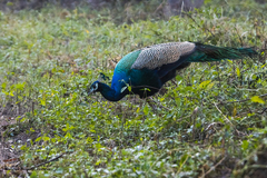 Pavo cristatus