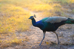 Pavo cristatus