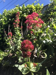 Centranthus ruber