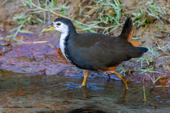 Amaurornis phoenicurus