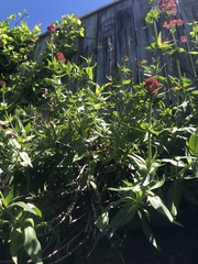 Centranthus ruber
