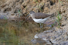 Tringa ochropus