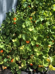 Tropaeolum majus