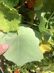 Tropaeolum majus