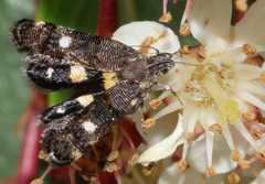 Petalanthes hexastera