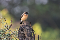 Saxicola maurus