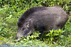 Sus scrofa cristatus