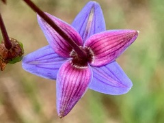 Dianella longifolia longifolia