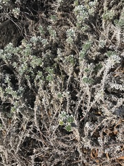 Heliotropium anomalum