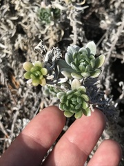 Heliotropium anomalum