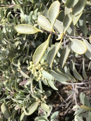 Santalum ellipticum