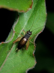 Trigonidium japonicum