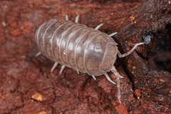 Venezillo microphthalmus