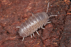 Venezillo microphthalmus