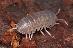 Venezillo microphthalmus