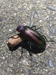Strongylium auratum